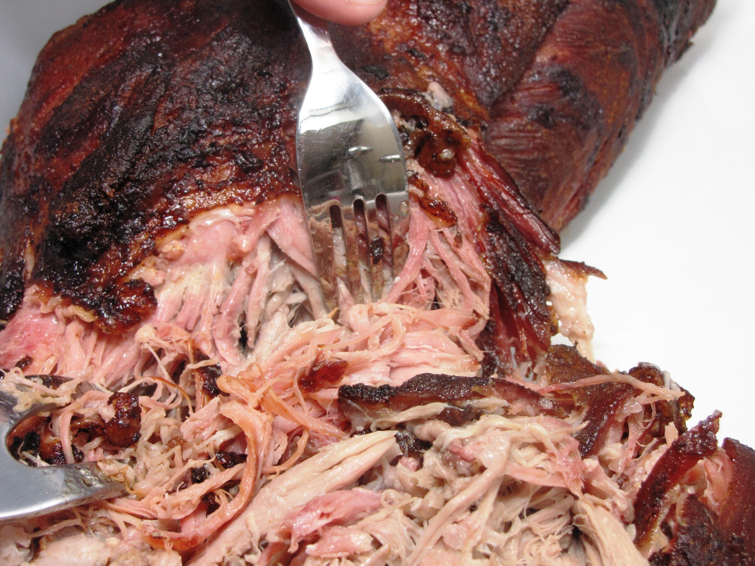 Pork shoulder being shredded into pulled pork with a fork